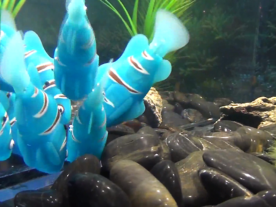 Роботизированные аквариумные рыбки
