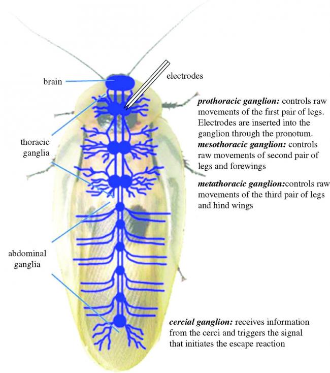 нервная система таракана